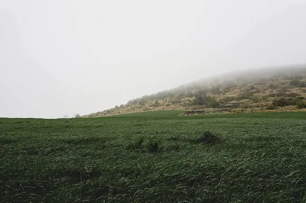 Ormanda bir ağacı olan güzel bir manzara.
