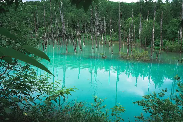 Ormandaki güzel göl.