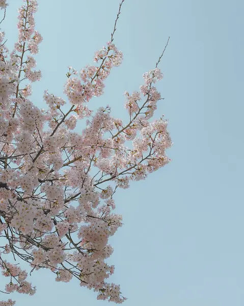 Bahçede güzel bahar çiçekleri