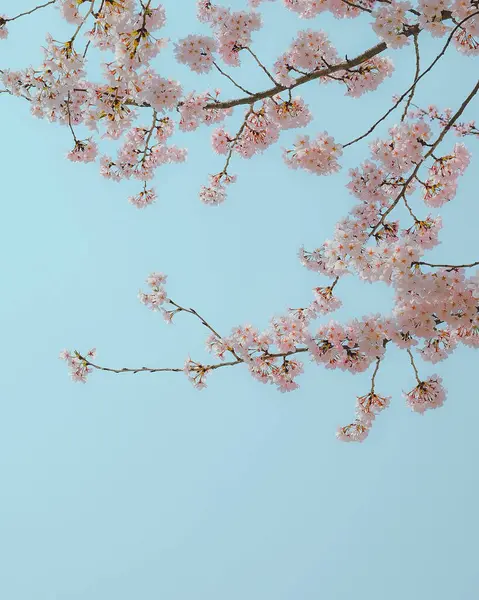 Ormanda güzel çiçekler