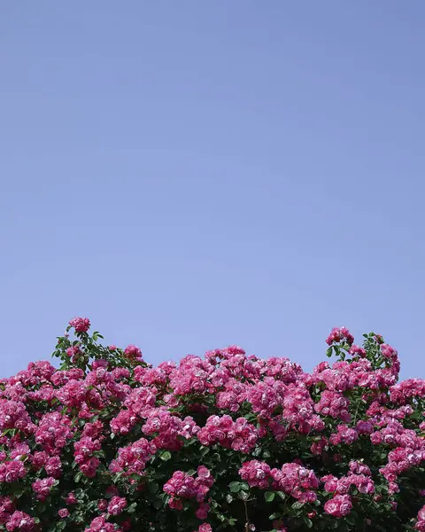 Bahçedeki güzel çiçekler