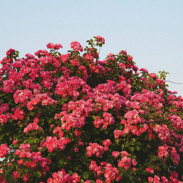 Güzel botanik fotoğrafı, doğal duvar kağıdı.