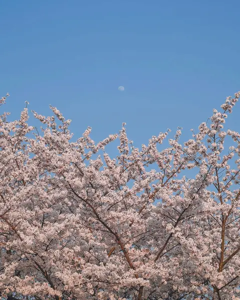 Japonya 'da kiraz çiçeği