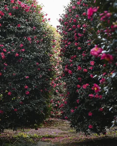Güzel botanik fotoğrafı, doğal duvar kağıdı.