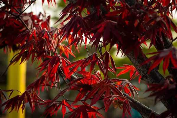 Güzel botanik fotoğrafı, doğal duvar kağıdı.
