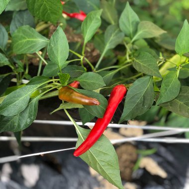 Bir serada kırmızı ve sarı biberler