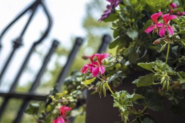 Bahçedeki güzel çiçekler