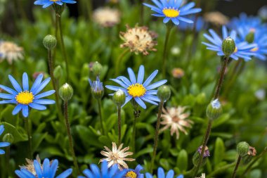 Bahçedeki mavi çiçekler