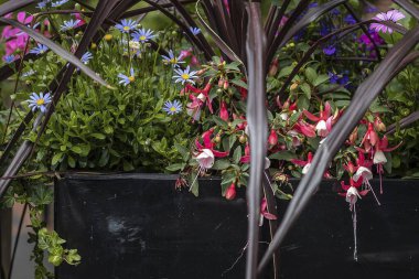 Renkli bitkileri kaplayın