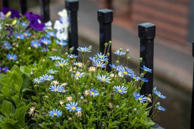 Bahçedeki çiçekler ve bitkiler