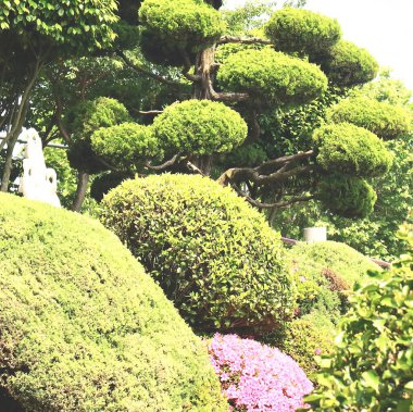 Bahçedeki bonsai ağacı