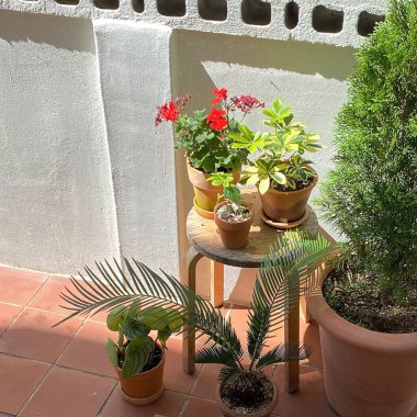 Terasta saksıda bitkiler