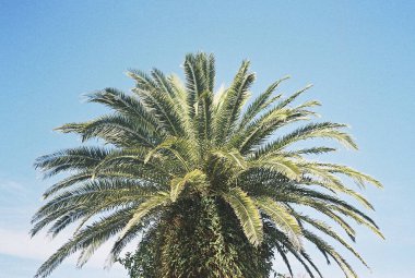 Mavi gökyüzü olan palmiye ağacı