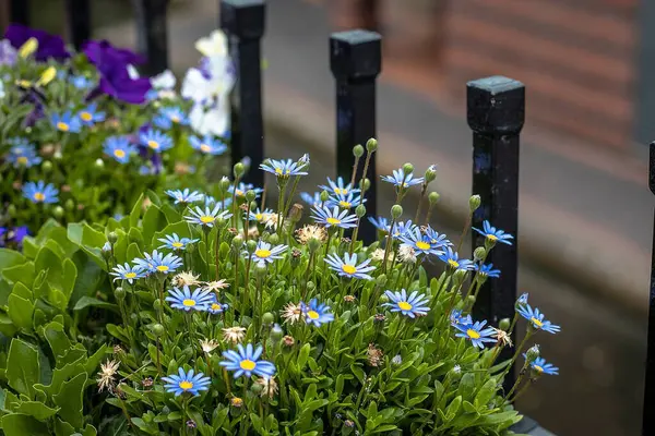 Bahçedeki çiçekler ve bitkiler