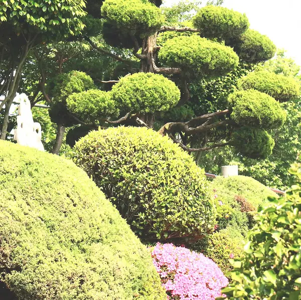 Bahçedeki bonsai ağacı