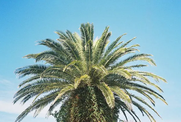 Mavi gökyüzü olan palmiye ağacı