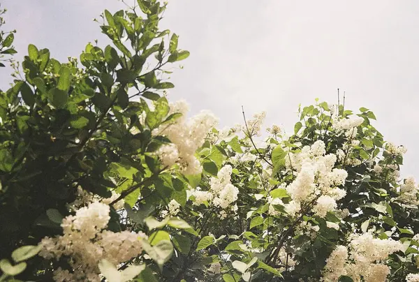 Güzel botanik fotoğrafı, doğal duvar kağıdı.