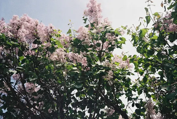Güzel botanik fotoğrafı, doğal duvar kağıdı.