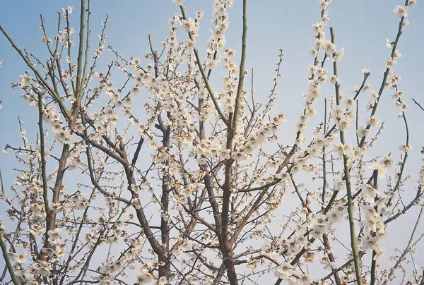 Güzel botanik fotoğrafı, doğal duvar kağıdı.