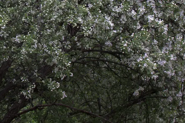 İlkbaharda kiraz çiçeği