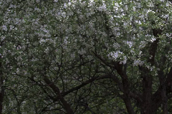 Bahçedeki güzel çiçekler