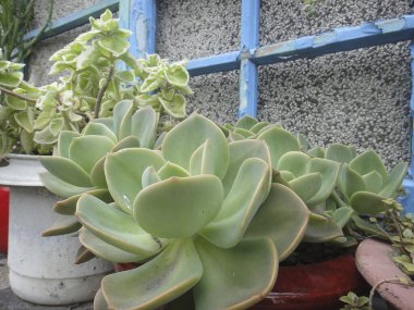 Bahçedeki yeşil sulu