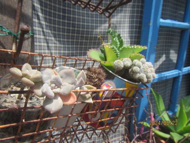 Güzel botanik fotoğrafı, doğal duvar kağıdı.