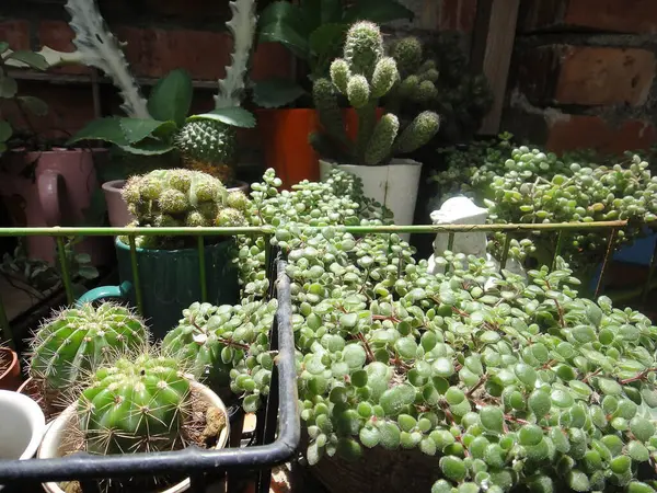 Kaktüs, kaktüs ve sulu