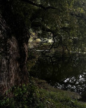 Parktaki gölün yansıması