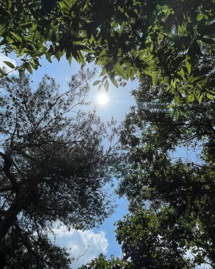 Ormanın güzel manzarası