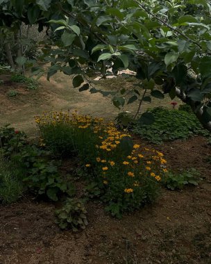 Bahçe ve bahçe, güzel dijital fotoğraf