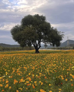 Çiçek tarlası olan güzel bir manzara