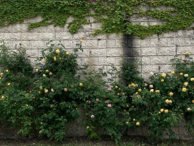 Büyük beyaz gülleri olan bir duvar.