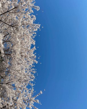 Bahçedeki güzel beyaz çiçekler