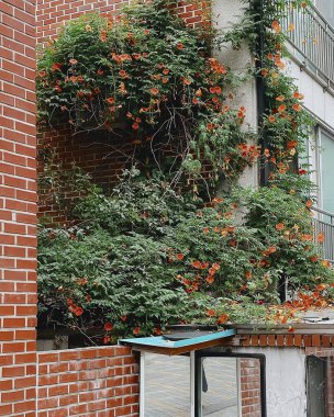 Bahçedeki güzel çiçekler