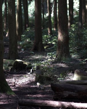 Ormandaki eski tahta kütük