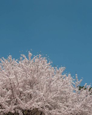 İlkbaharda güzel kiraz çiçekleri açar.