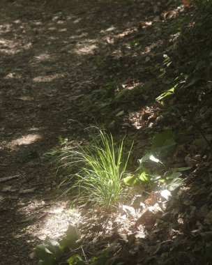 Ormandaki bir ormanın yakın çekim görüntüsü.