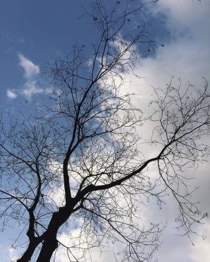 Dallar mavi gökyüzü ve bulutlarla