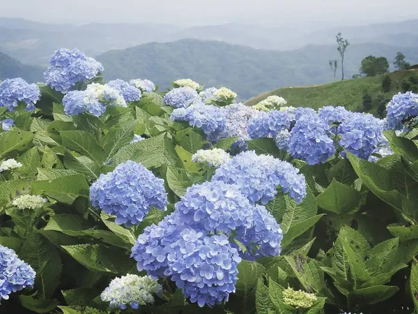 Ortanca Çiçek bahçesinde