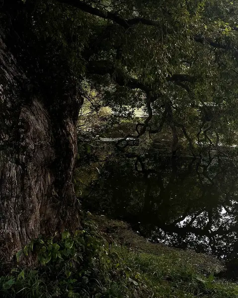 Parktaki gölün yansıması