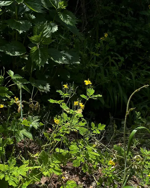 Yazın vahşi orman çiçekleri
