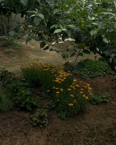 Bahçe ve bahçe, güzel dijital fotoğraf