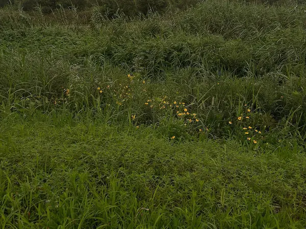 Güzel botanik fotoğrafı, doğal duvar kağıdı.