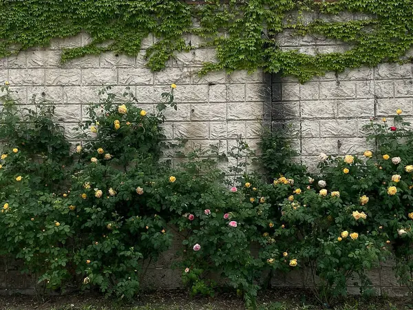 Büyük beyaz gülleri olan bir duvar.