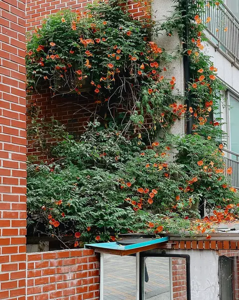 Bahçedeki güzel çiçekler