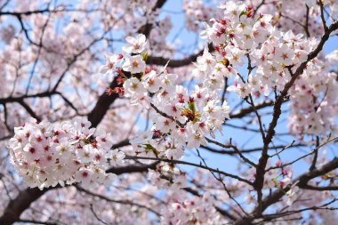 Bahçedeki güzel çiçekler