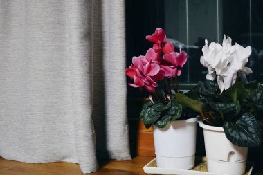 Vazodaki güzel pembe çiçek