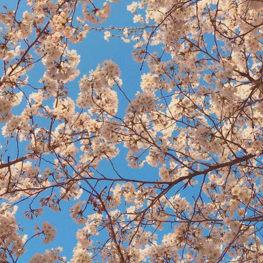 Güzel botanik fotoğrafı, doğal duvar kağıdı.