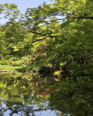 Yeşil ağaç ve göleti olan Japon bahçesi.